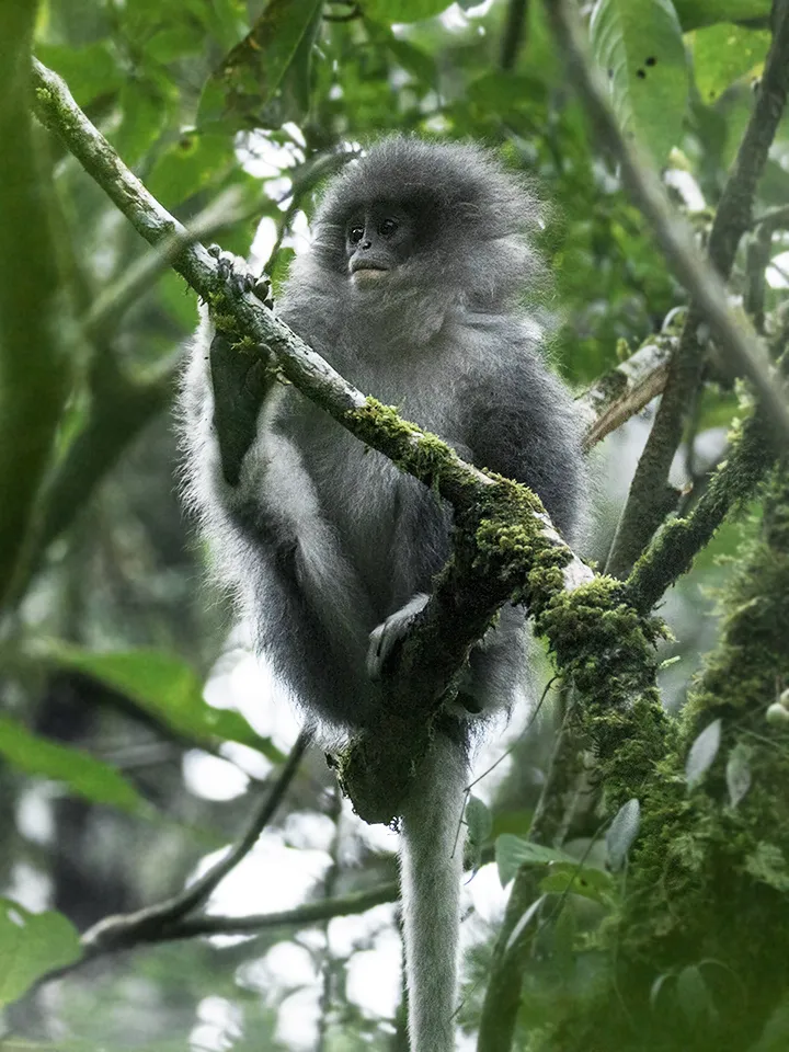 Foto Surili jawa (Presbytis comata).