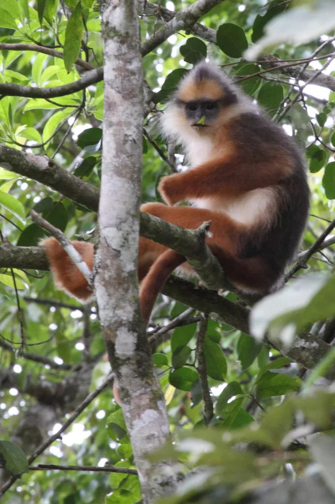 Foto Simpai (Presbytis melalophos).