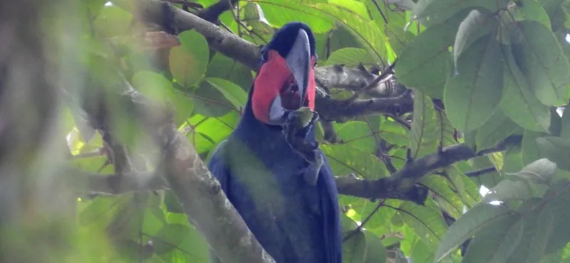 Photograph of Palm cockatoo (Probosciger aterrimus).