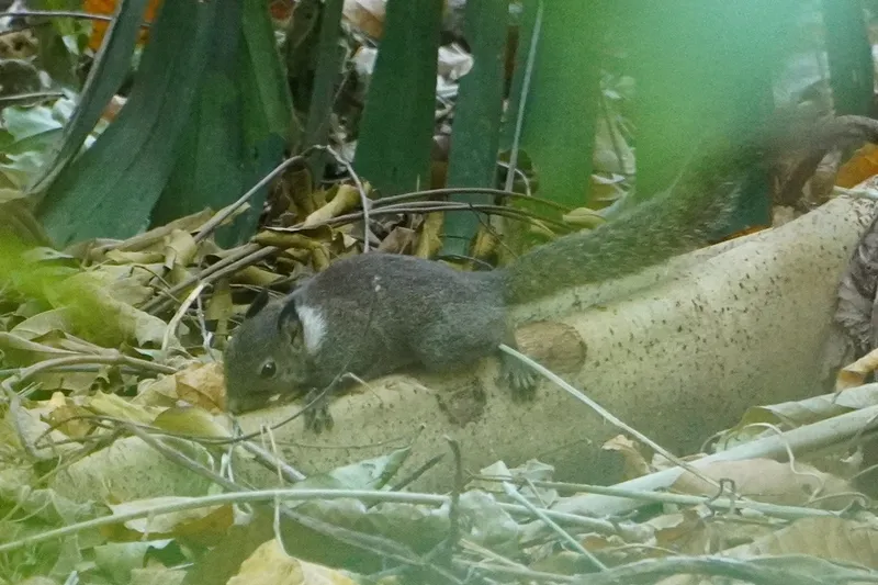 Foto Prosciurillus leucomus.