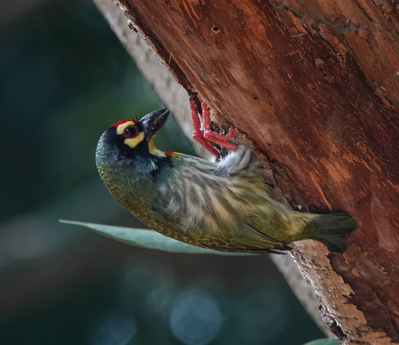 Foto Burung takur tukang besi (Psilopogon haemacephalus).
