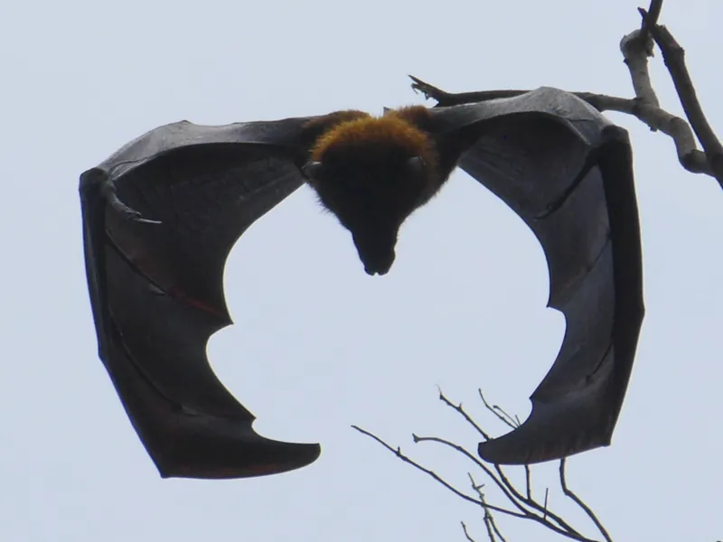 Foto Bengkawat (Kalimantan) (Pteropus vampyrus).