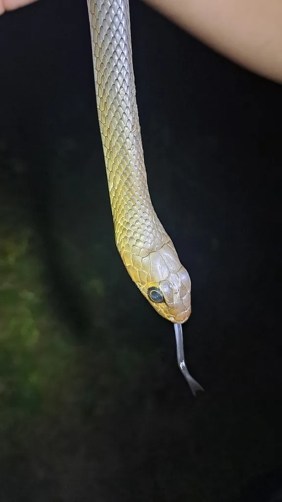 Photograph of Indo-Chinese Rat Snake (Ptyas korros).