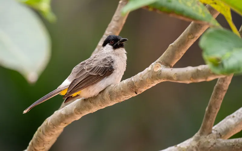 Foto Kutilang (Pycnonotus aurigaster).