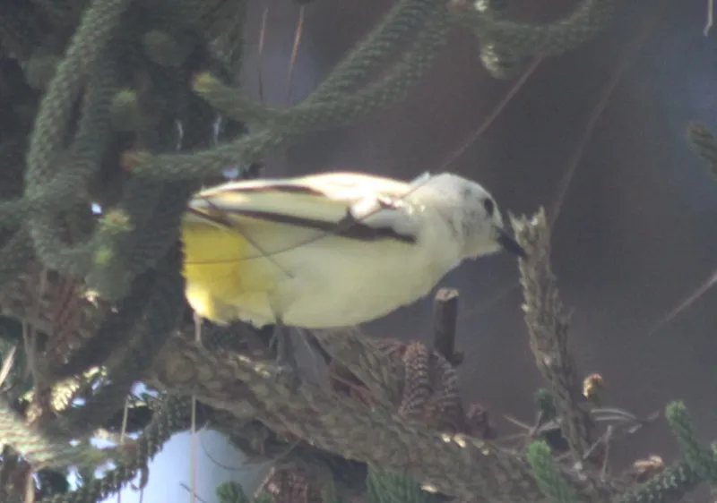 Foto Merbah Cerucuk (Pycnonotus goiavier).