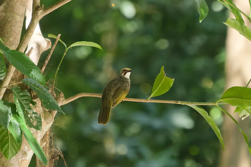 Foto Cucak rawa (Pycnonotus zeylanicus).