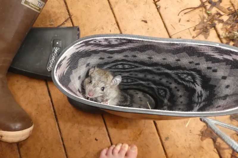 Foto Tikus got (Rattus norvegicus).
