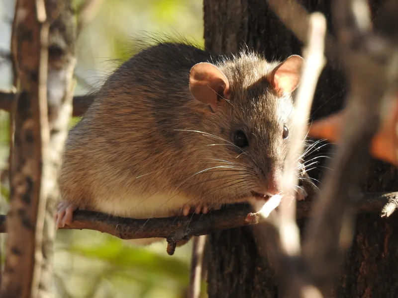 Foto Tikus rumah (Rattus rattus).