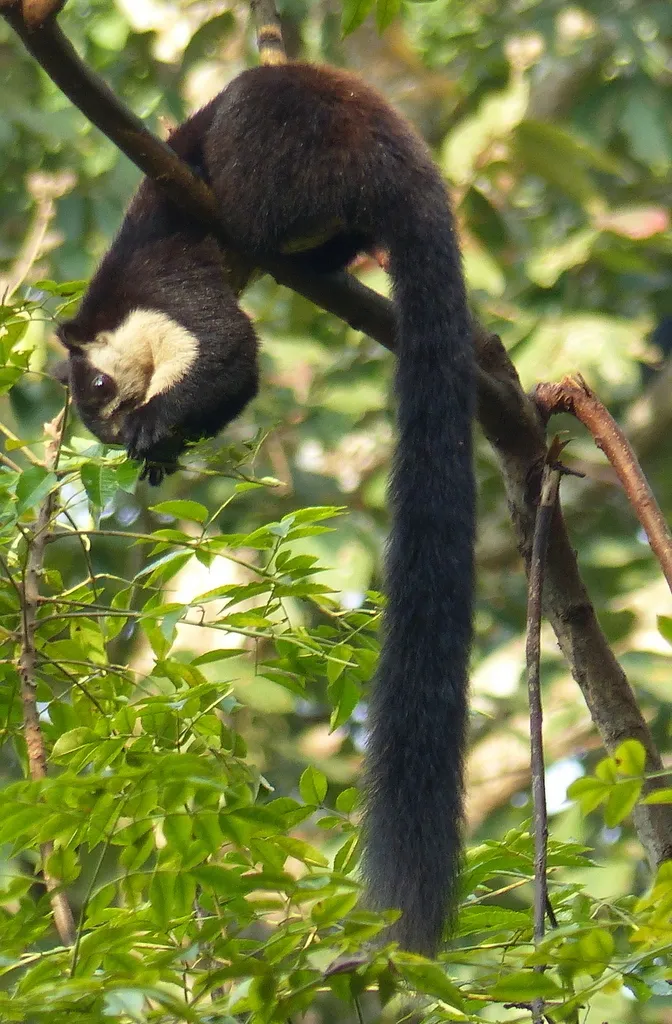 Foto Jelarang Hitam (Ratufa bicolor).