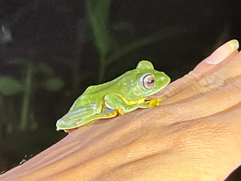 Foto Katak terbang Jawa (Rhacophorus reinwardtii).