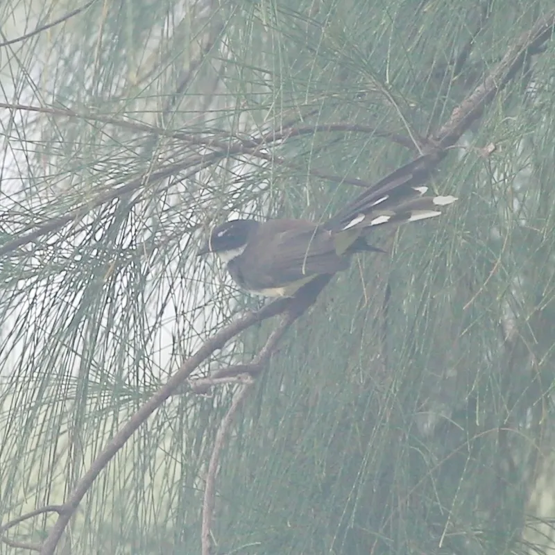 Foto Kipasan belang (Rhipidura javanica).