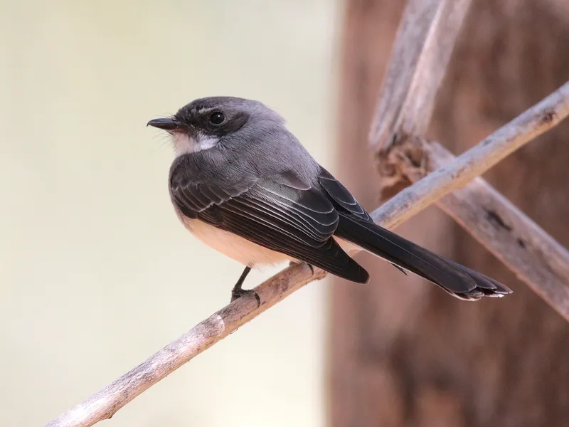 Foto Kipasan dada-lurik (Rhipidura rufiventris).