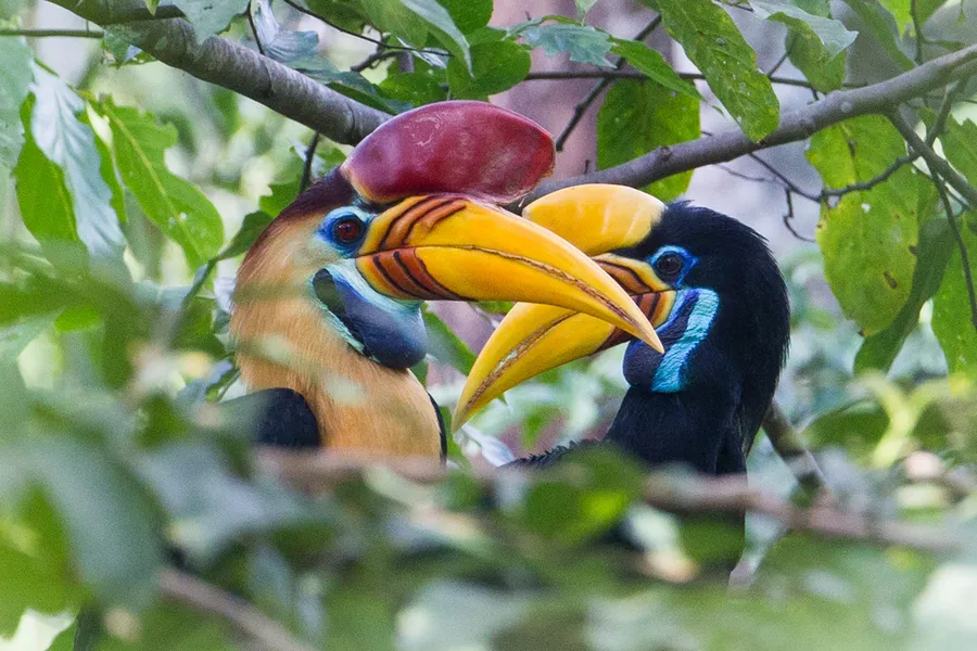 Photograph of Knobbed hornbill (Rhyticeros cassidix).