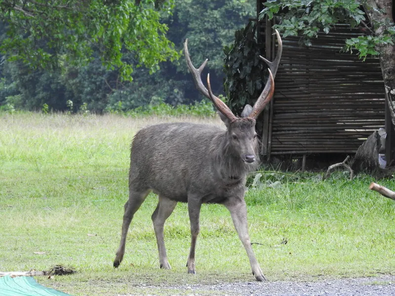 Photograph of Sambar deer (Rusa unicolor).