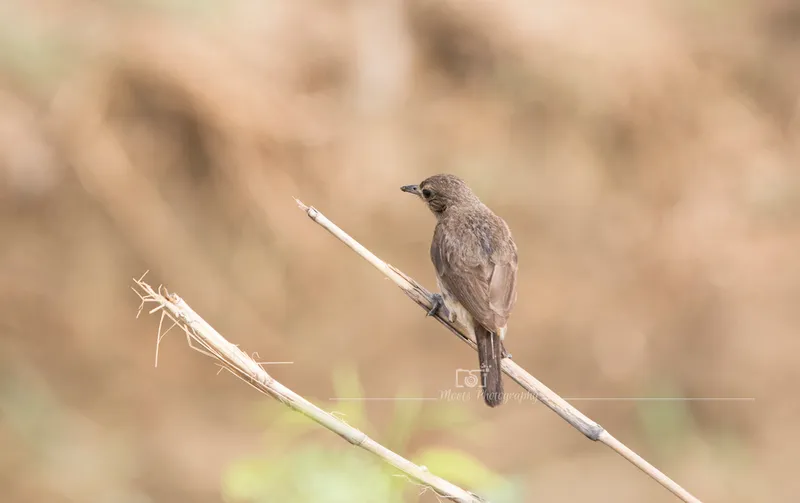 Foto Decu belang (Saxicola caprata).