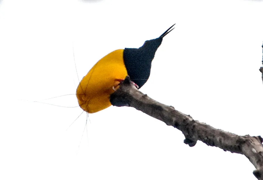Foto Cenderawasih mati-kawat (Seleucidis melanoleucus).