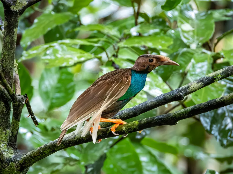 Foto Bidadari halmahera (Semioptera wallacii).