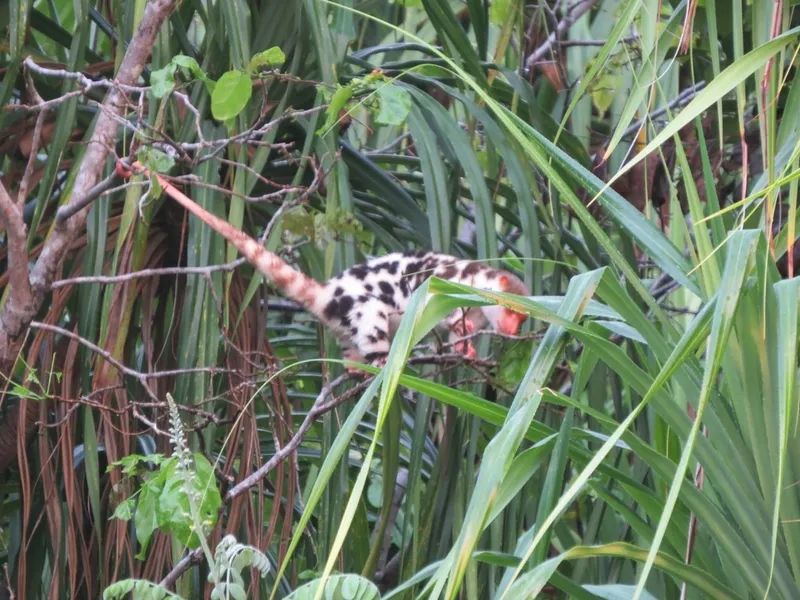 Foto Kuskus Waigeo (Spilocuscus papuensis).