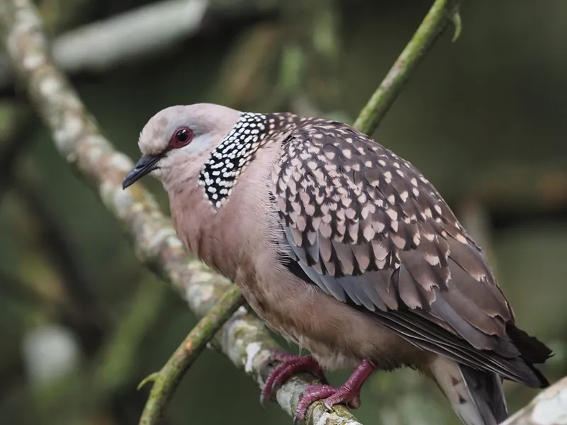 Photograph of Eastern Spotted Dove (Spilopelia chinensis).