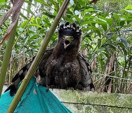 Photograph of Crested serpent eagle (Spilornis cheela).