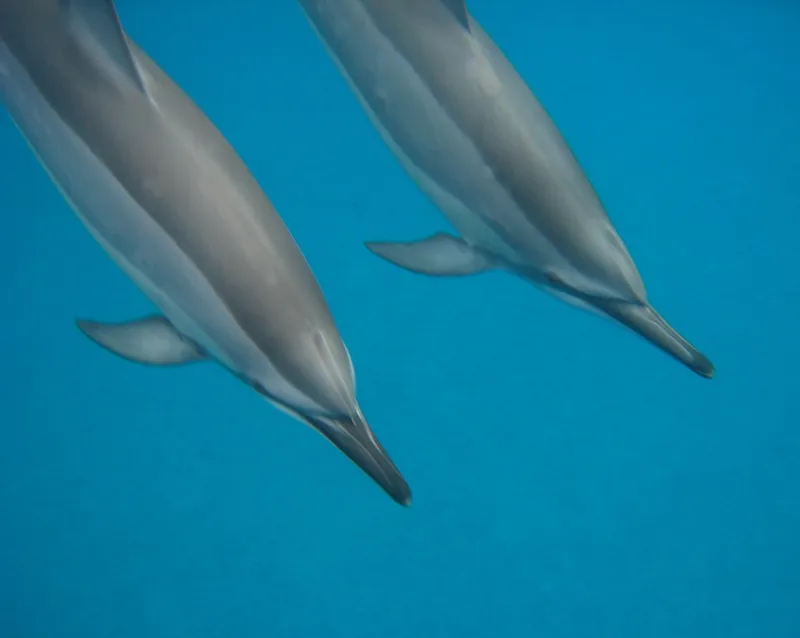 Foto Lumba-Lumba Moncong Panjang (Stenella longirostris).