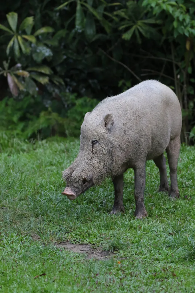 Photograph of Bearded pig (Sus barbatus).