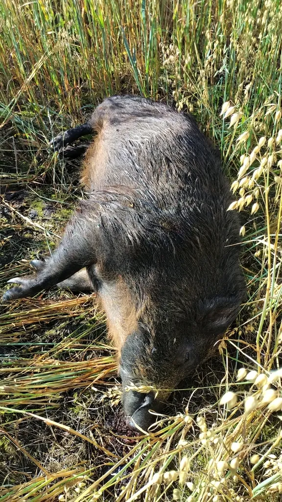 Foto Babi Hutan (Sus scrofa).
