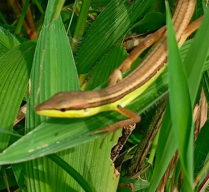 Photograph of Oriental Long-tailed Grass Lizard (Takydromus sexlineatus).