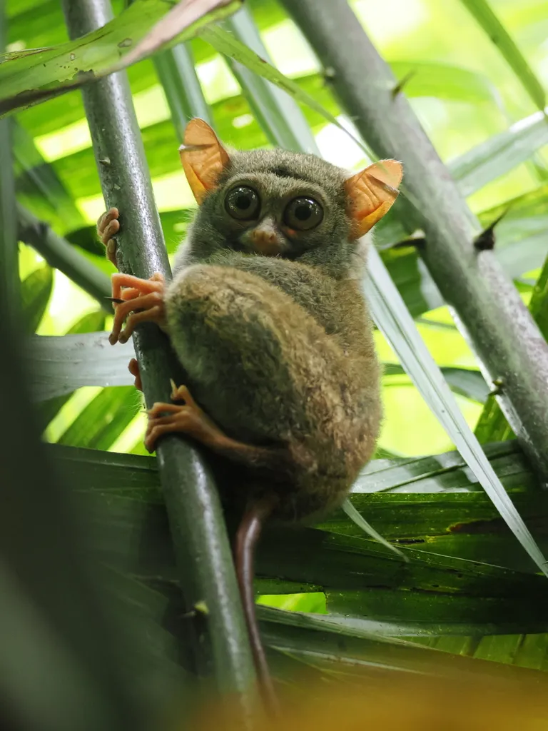 Foto Tarsius spectrumgurskyae.