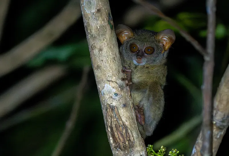 Foto Tarsius Selayar (Tarsius tarsier).