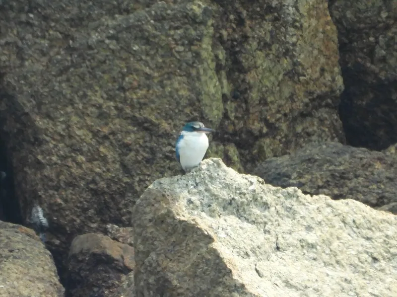 Foto Cekakak sungai (Todiramphus chloris).