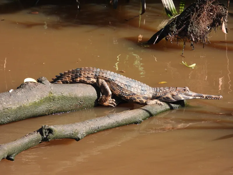Photograph of False gharial (Tomistoma schlegelii).