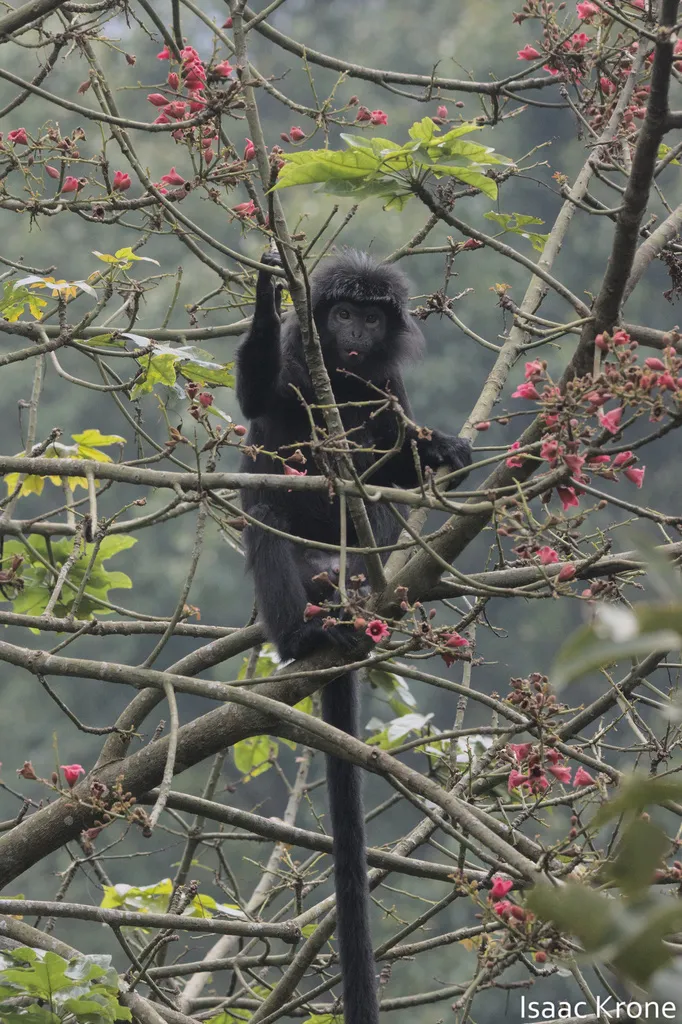 Photograph of Javan Lutung (Trachypithecus auratus).