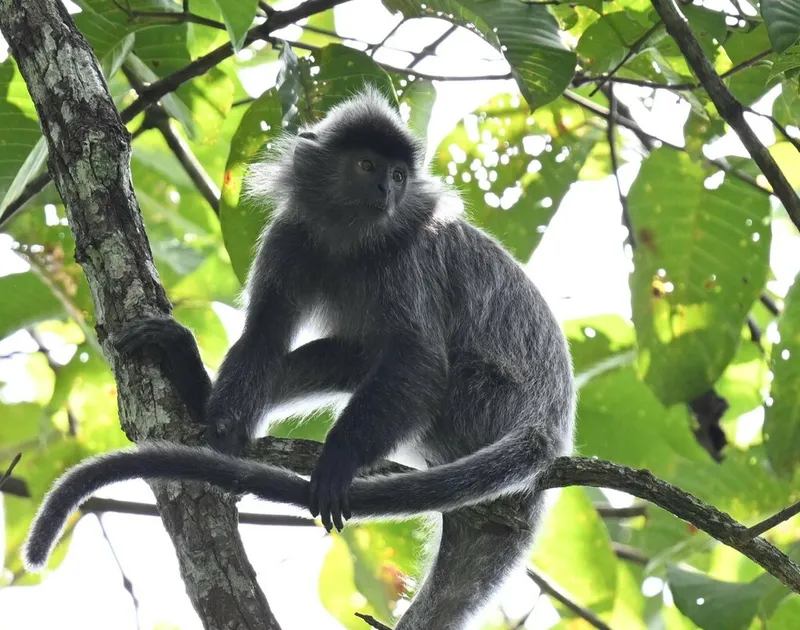 Foto Lutung Kelabu (Trachypithecus cristatus).