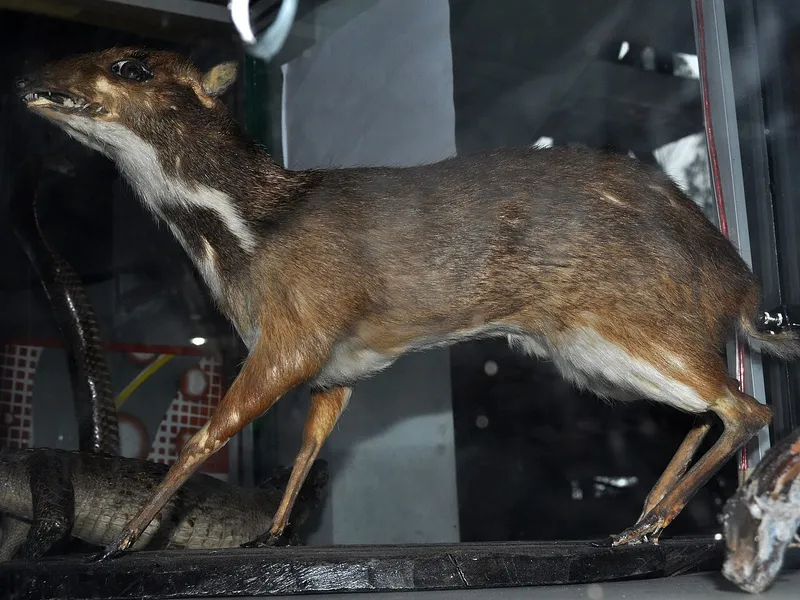 Photograph of Javan mouse-deer (Tragulus javanicus).