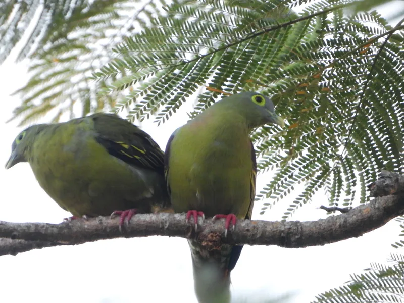 Foto Punai penganten (Treron griseicauda).