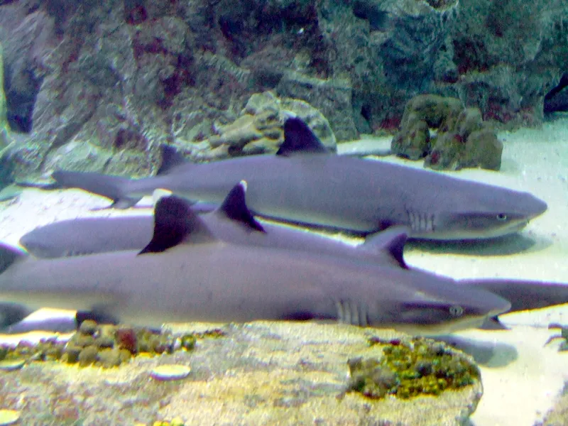 Foto Triaenodon obesus.