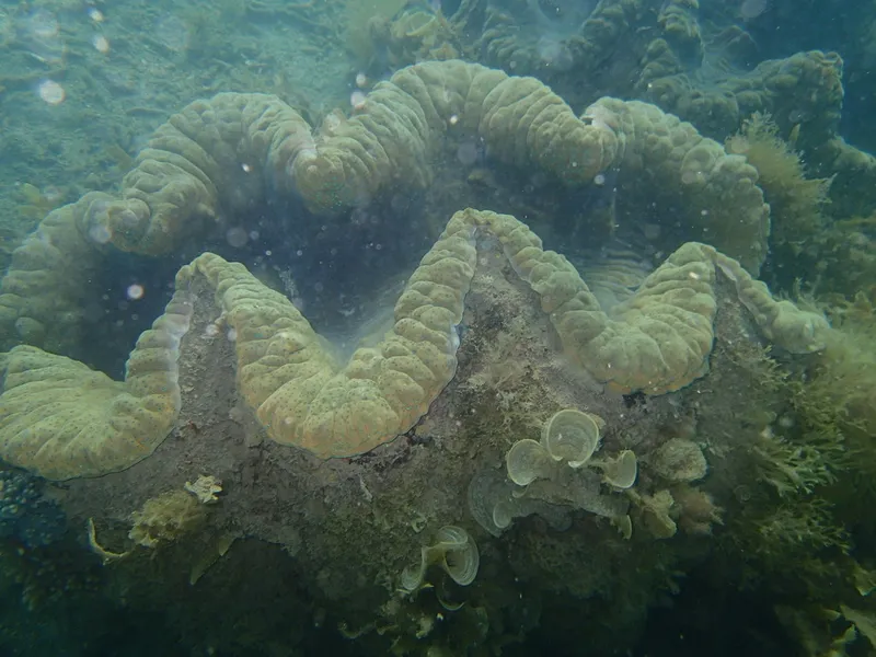 Foto Kima raksasa (Tridacna gigas).