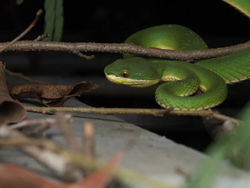 Foto Ular Bangkai Laut (Trimeresurus albolabris).