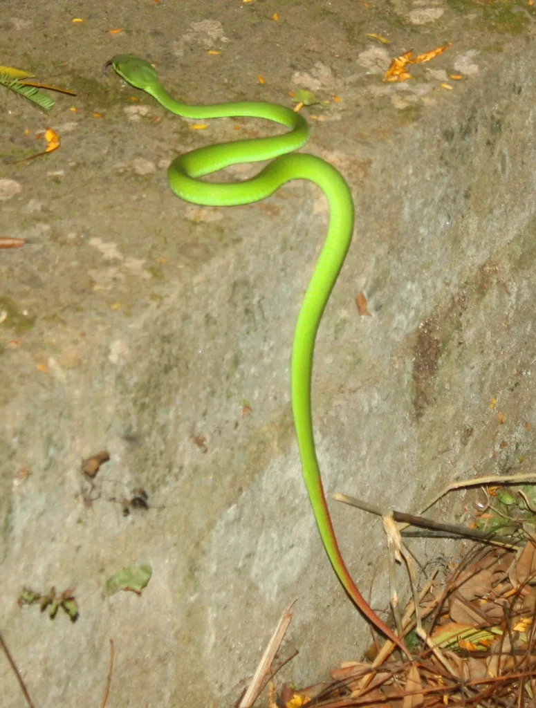 Foto Ular Bangkai Laut (Trimeresurus insularis).
