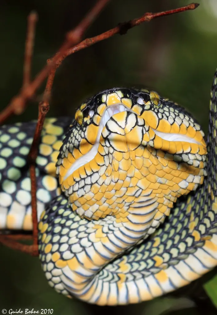Photograph of Wagler's Pit Viper (Tropidolaemus wagleri).