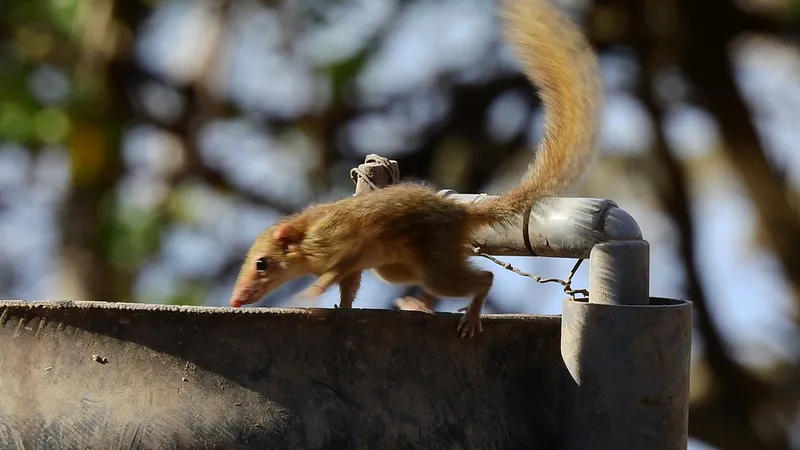 Foto Tupai Kekes (Tupaia javanica).