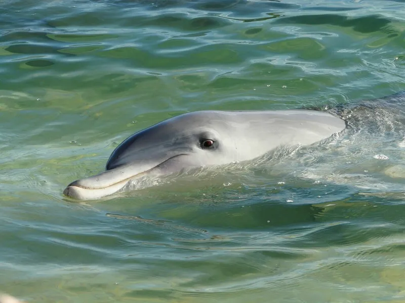 Photograph of Indo-Pacific bottlenose dolphin (Tursiops aduncus).