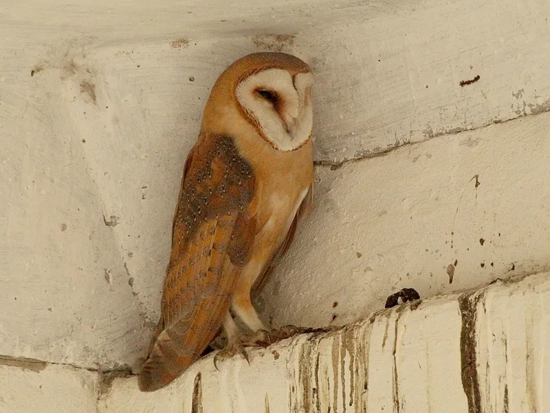 Photograph of Barn owl (Tyto alba).