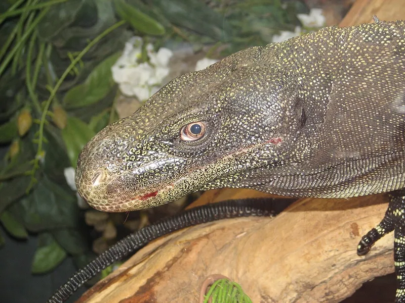 Foto Biawak Papua (Varanus salvadorii).