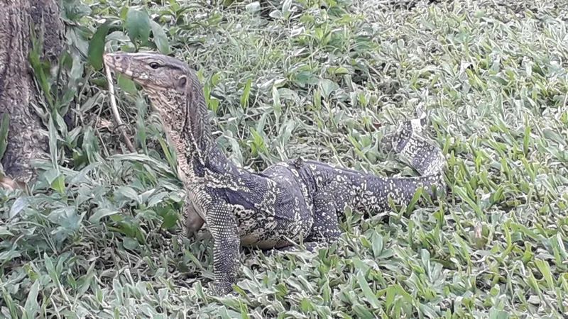Foto Biawak air (Varanus salvator).