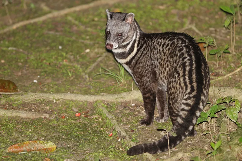 Photograph of Malay civet (Viverra tangalunga).