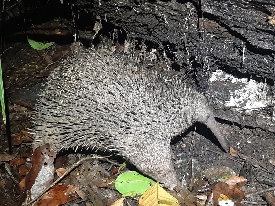 Photograph of Western long-beaked echidna (Zaglossus bruijnii).
